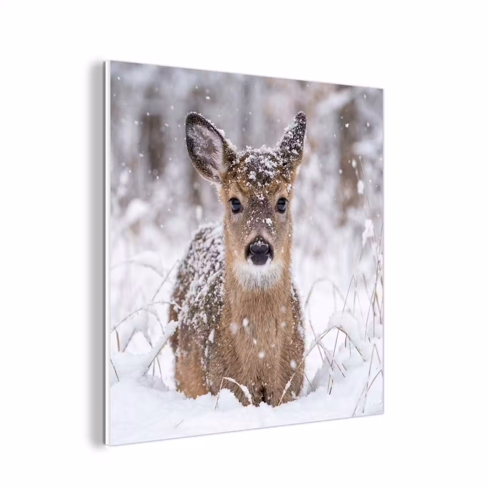 Forex - Hert - Sneeuw - Bos - Dieren - Vertederend — 1