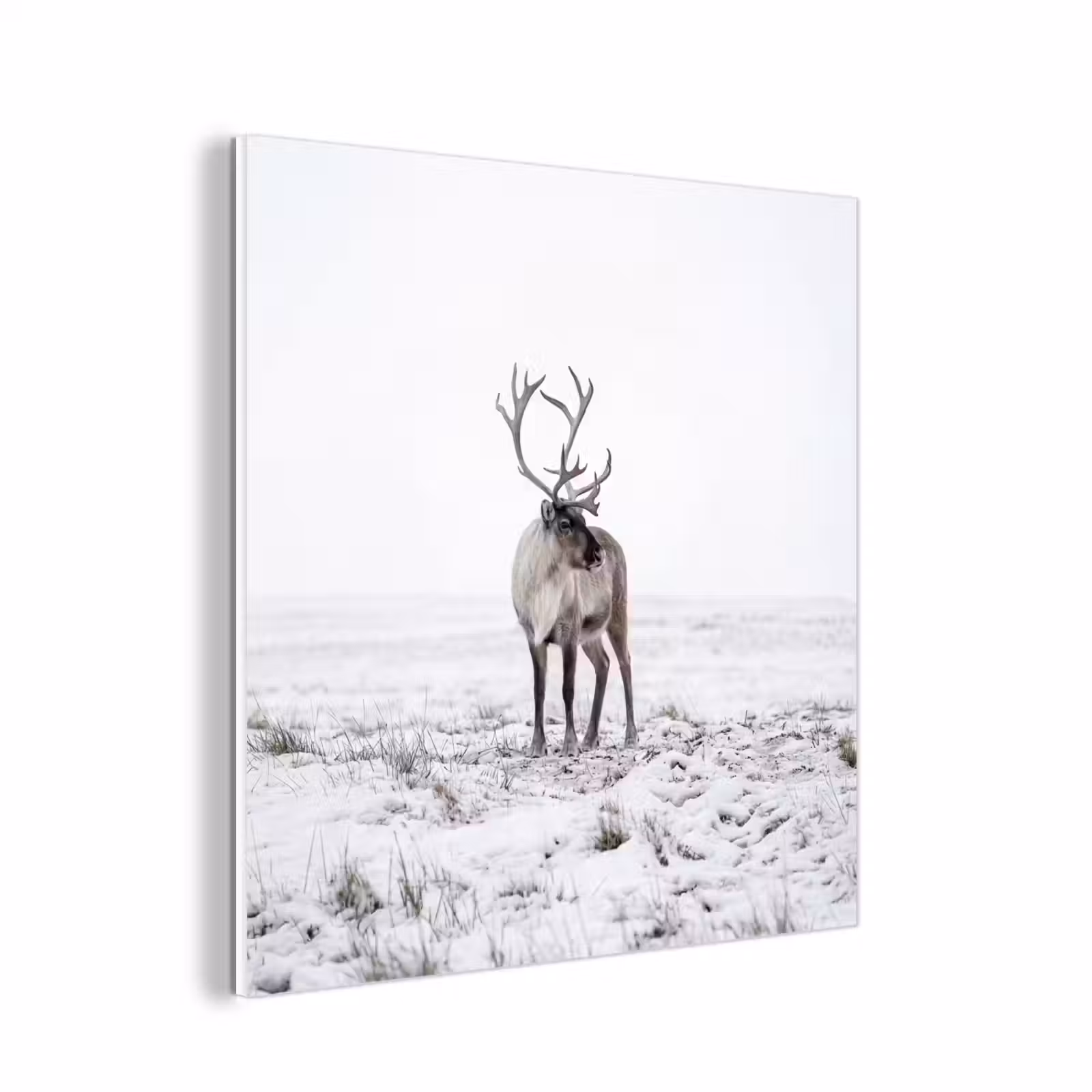 Forex - Rendier - Gewei - Sneeuw - Winter — 1