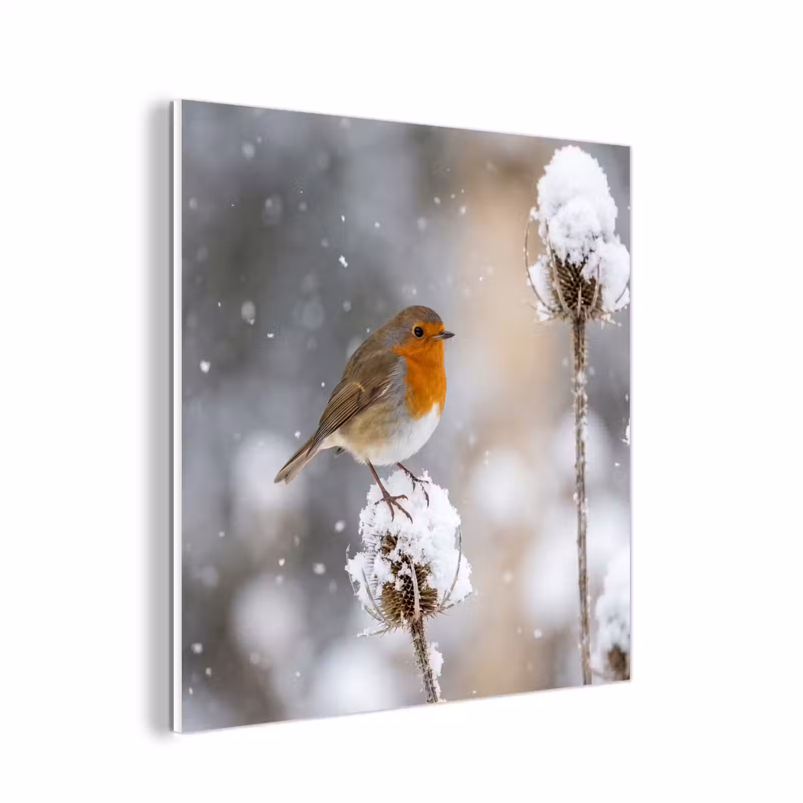 Forex - Roodborstje - Gedroogde bloem - Sneeuw - Winter - Vertederend — 1