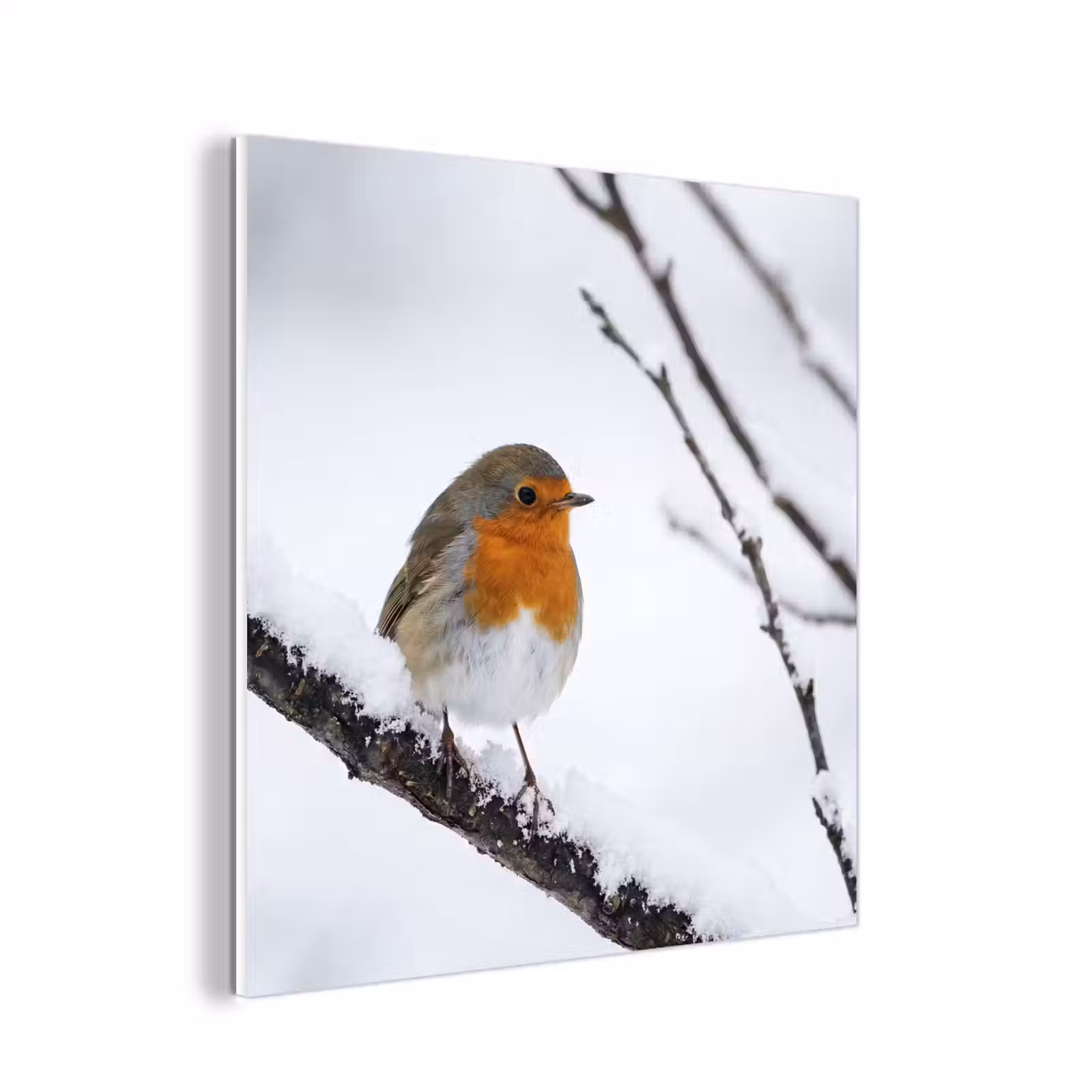 Forex - Roodborstje - Tak - Sneeuw - Winter - Levendig — 1