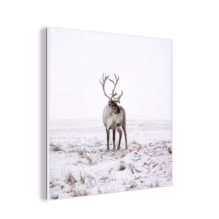 Forex - Rendier - Gewei - Sneeuw - Winter — 1