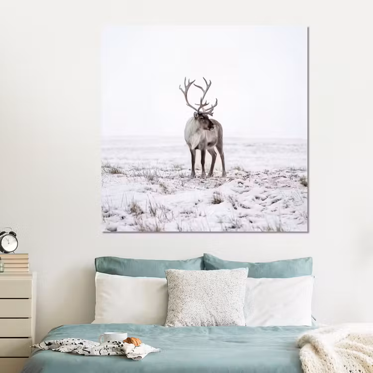 Forex - Rendier - Gewei - Sneeuw - Winter — 2