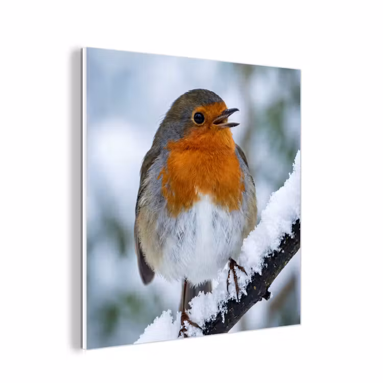 Forex - Roodborstje - Tak - Sneeuw - Winter - Levendig — 1