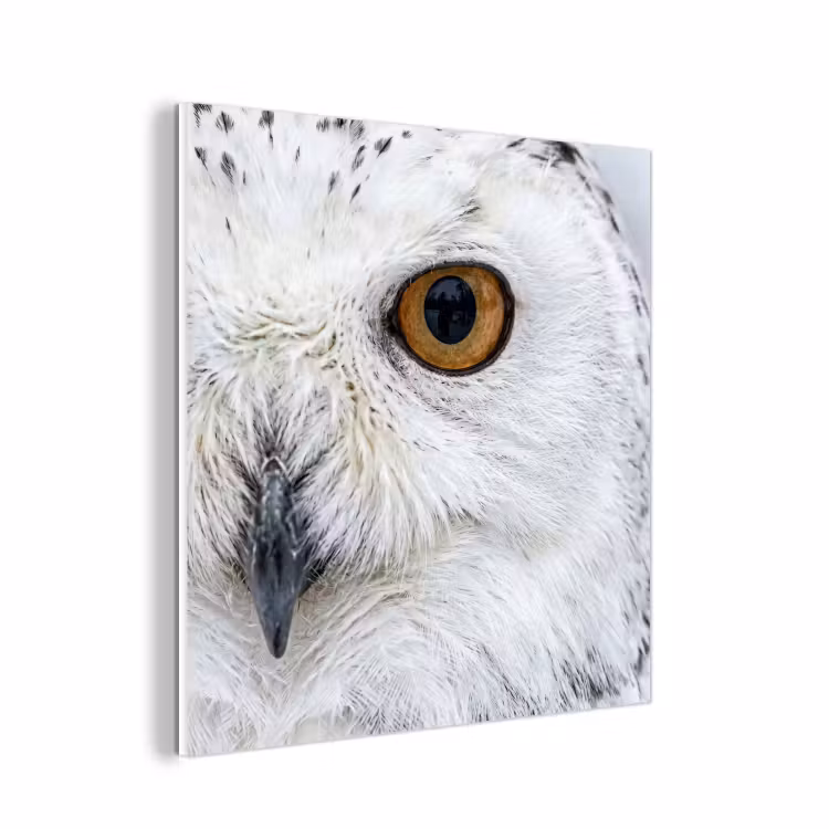 Forex - Sneeuwuil - Oog - Wildlife - Wit — 1