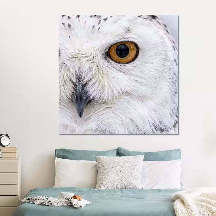 Forex - Sneeuwuil - Oog - Wildlife - Wit — 2