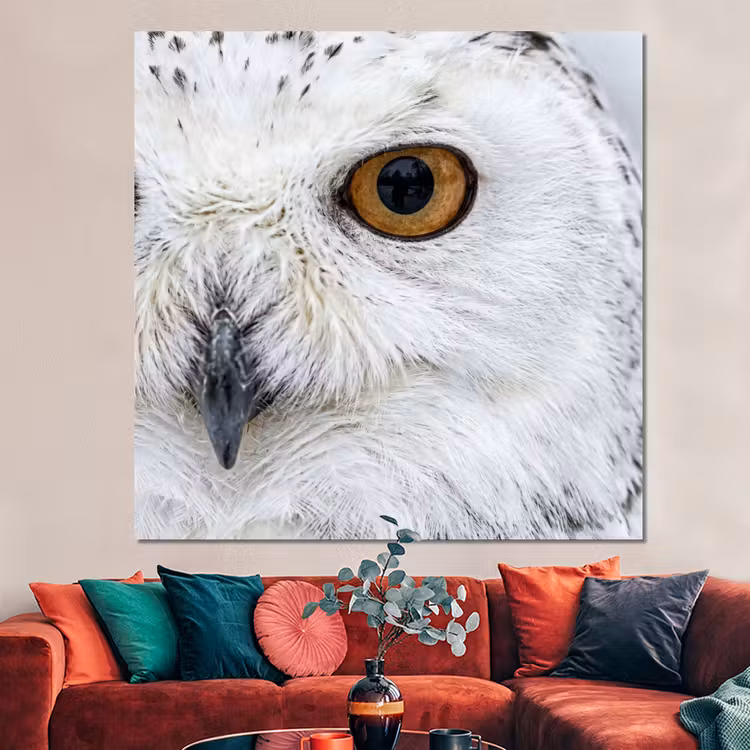 Forex - Sneeuwuil - Oog - Wildlife - Wit — 3