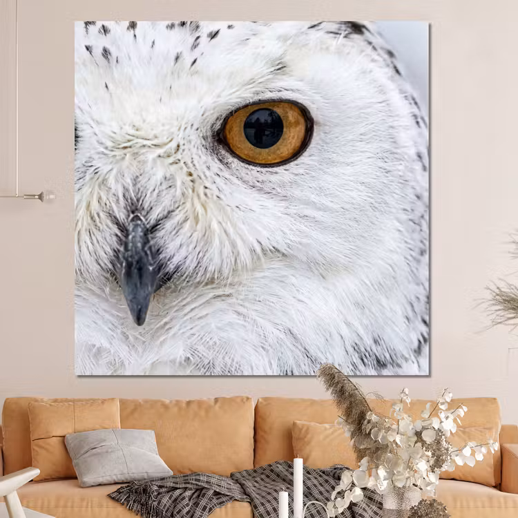 Forex - Sneeuwuil - Oog - Wildlife - Wit — 4