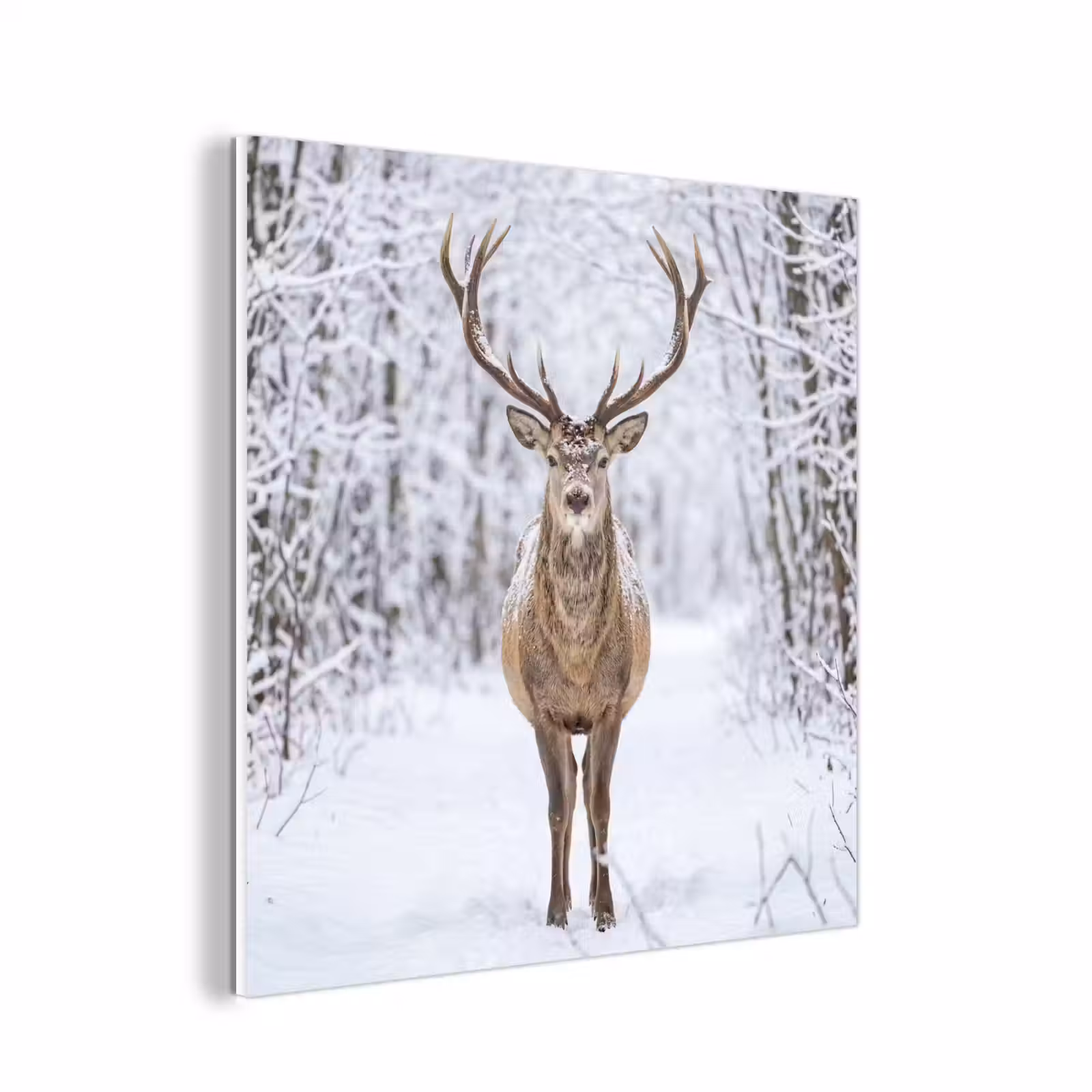 Forex - Hert - Winter - Bos - Natuur - Wit — 1