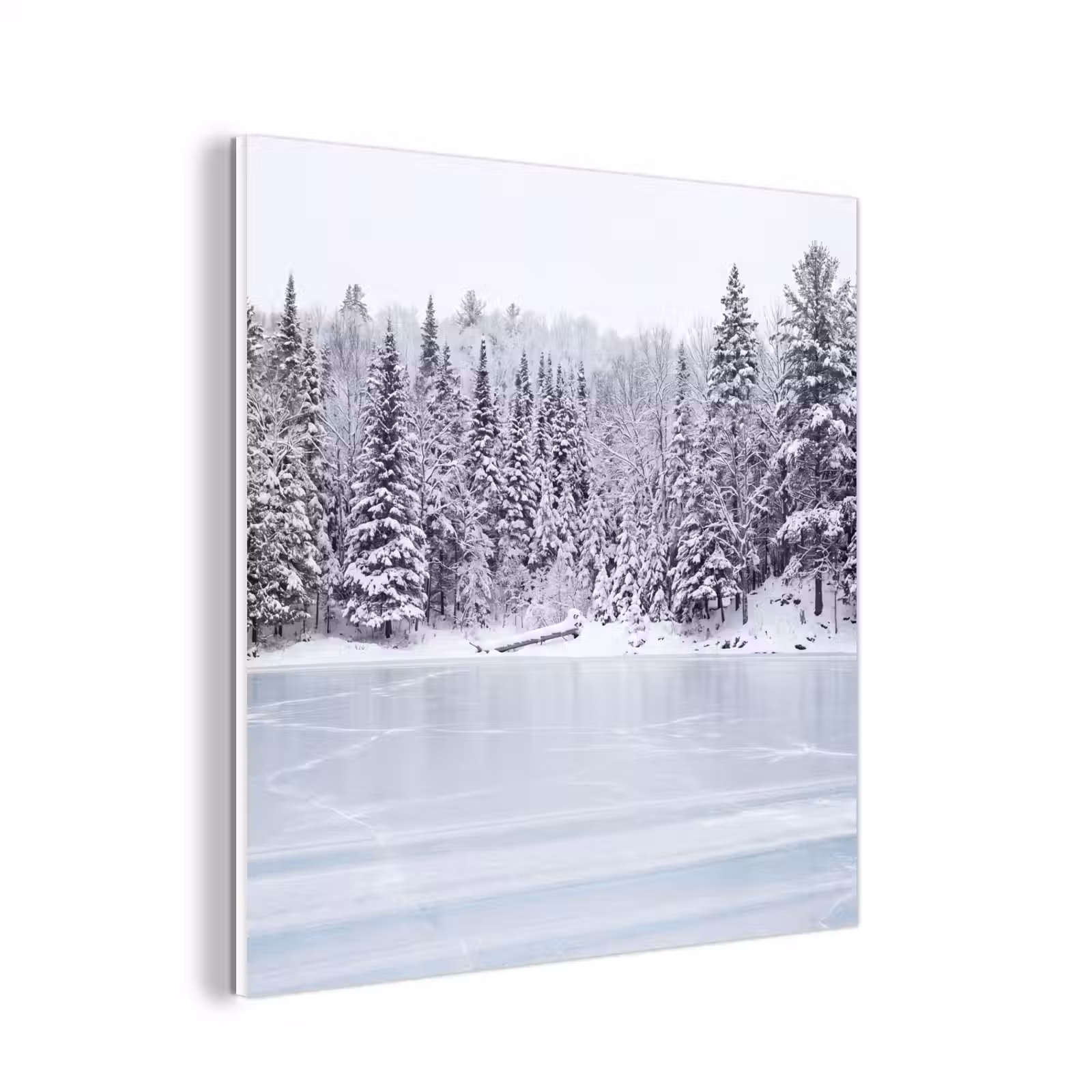 Forex - Meer - Dennen - IJs - Winter - Rustgevend — 1