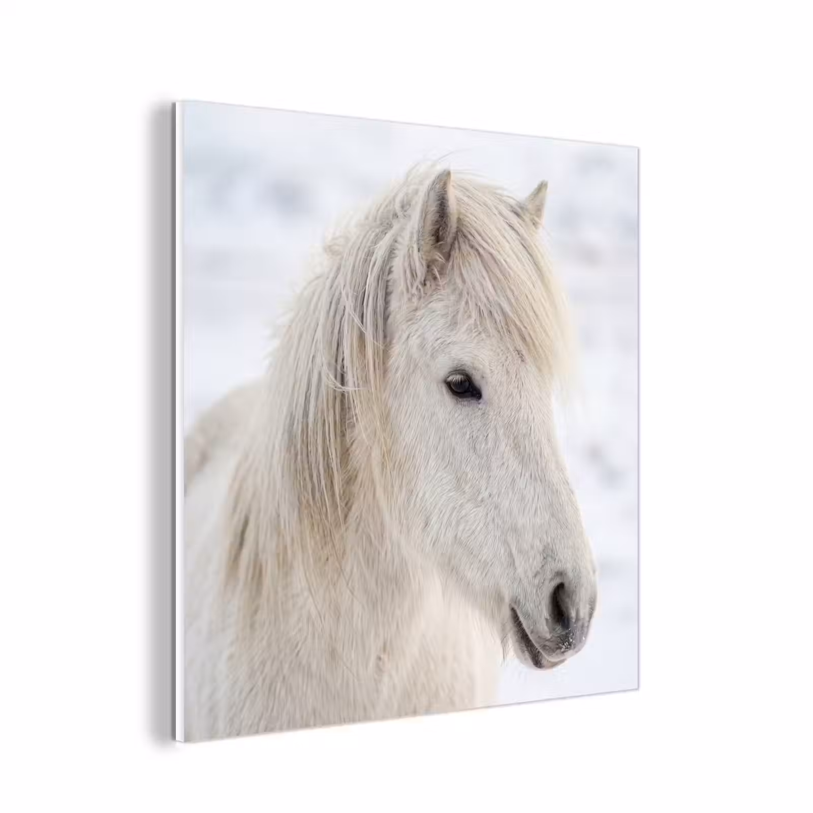 Forex - Paard - Kop - Winter - Dieren - Wit — 1