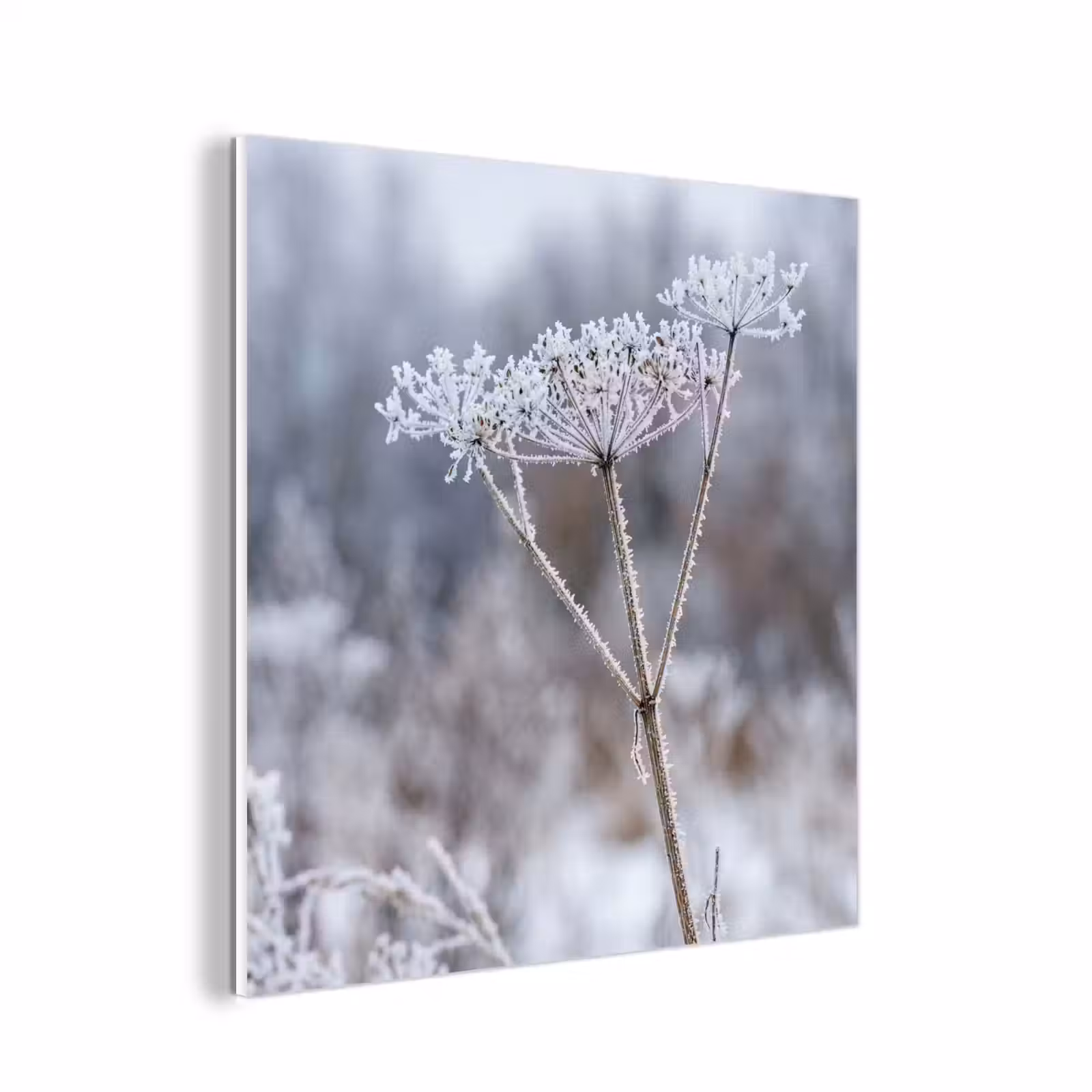 Forex - Schermbloem - Rijp - Kristallen - Winter - Delicaat — 1