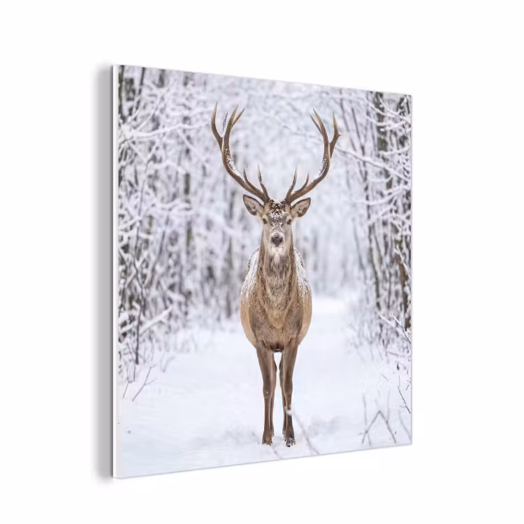 Forex - Hert - Winter - Bos - Natuur - Wit — 1