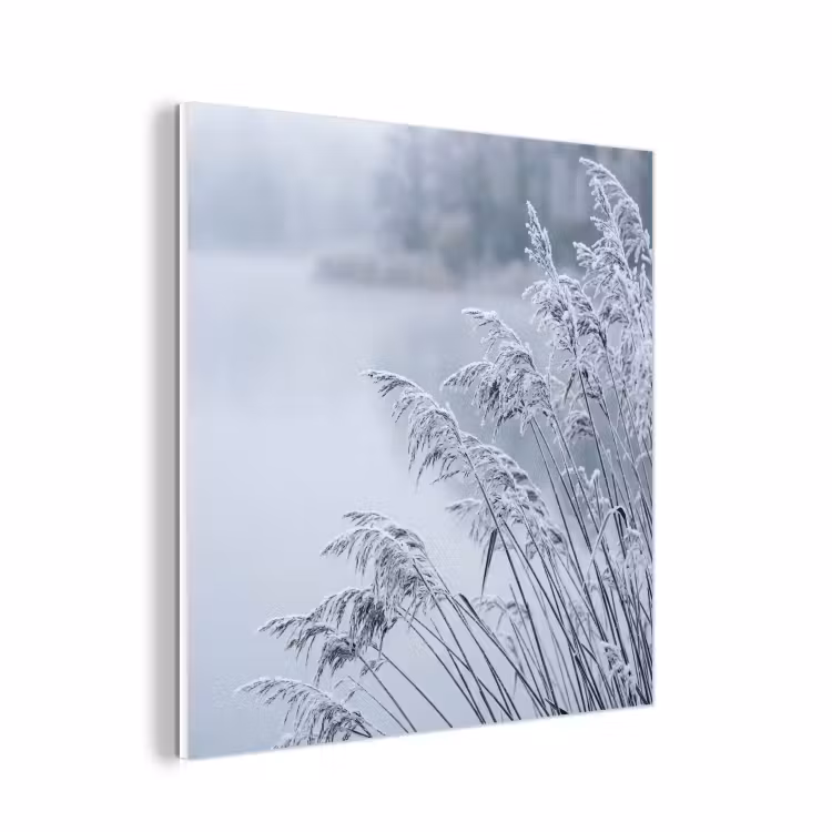 Forex - Riet - Bevroren - Winter - Natuur — 1