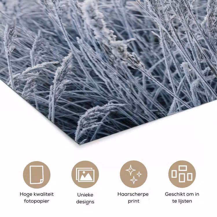 Poster - Rijp - Gras - Kristallen - Winter - Minimalistisch — 5