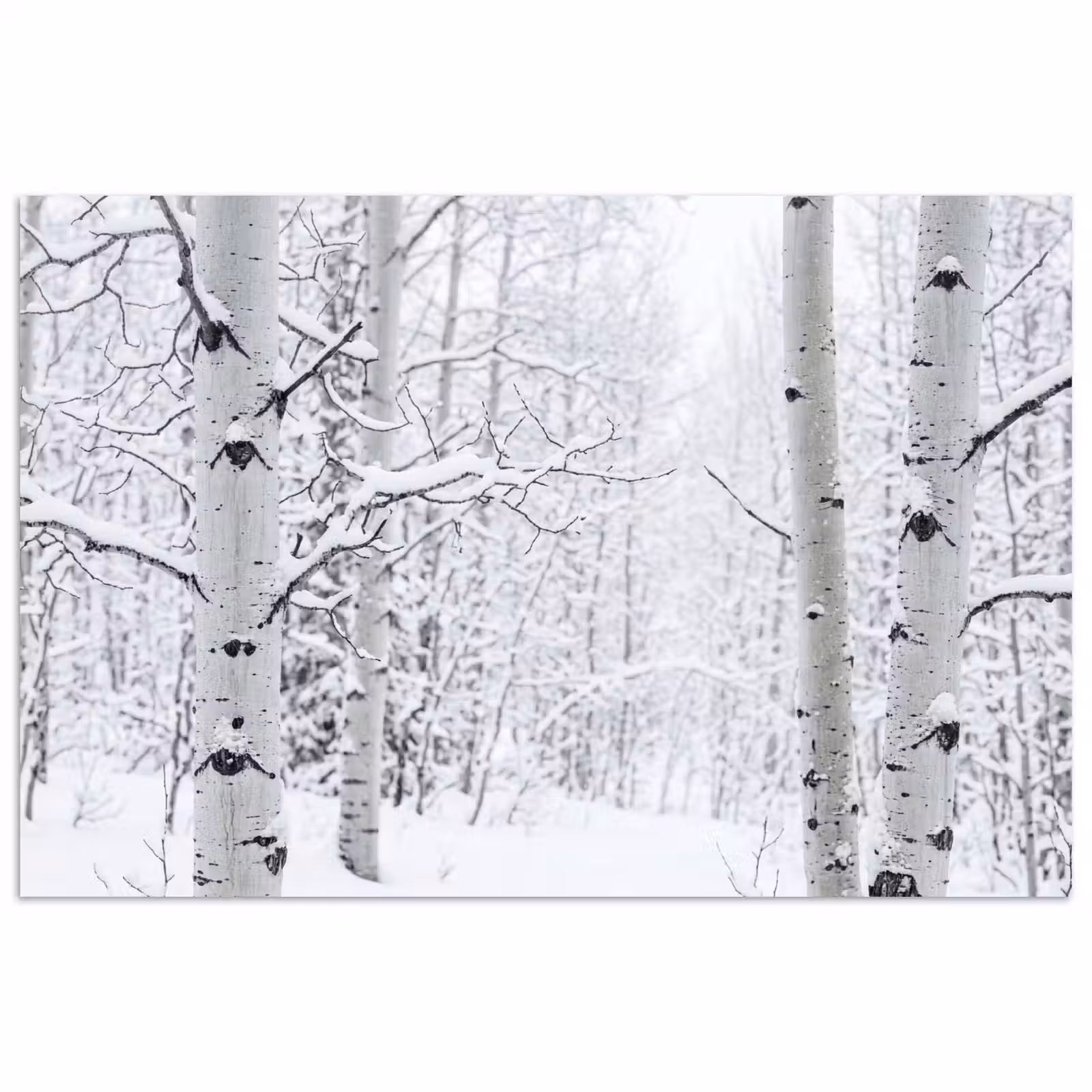 Poster - Berkenbomen - Sneeuw - Winter - Bos - Wit — 1