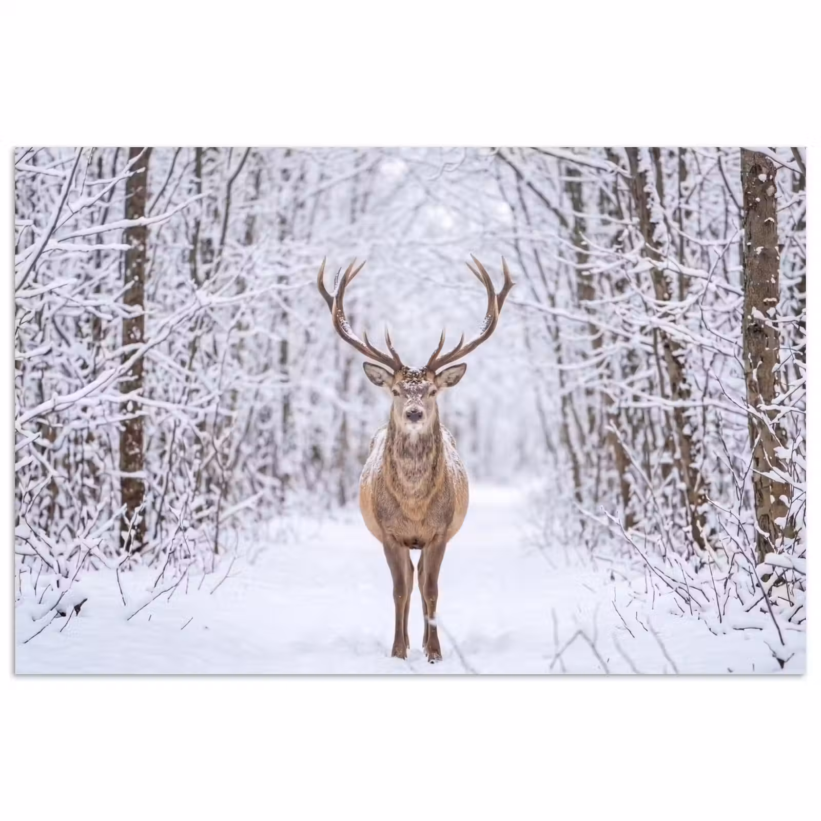 Poster - Hert - Winter - Bos - Natuur - Wit — 1