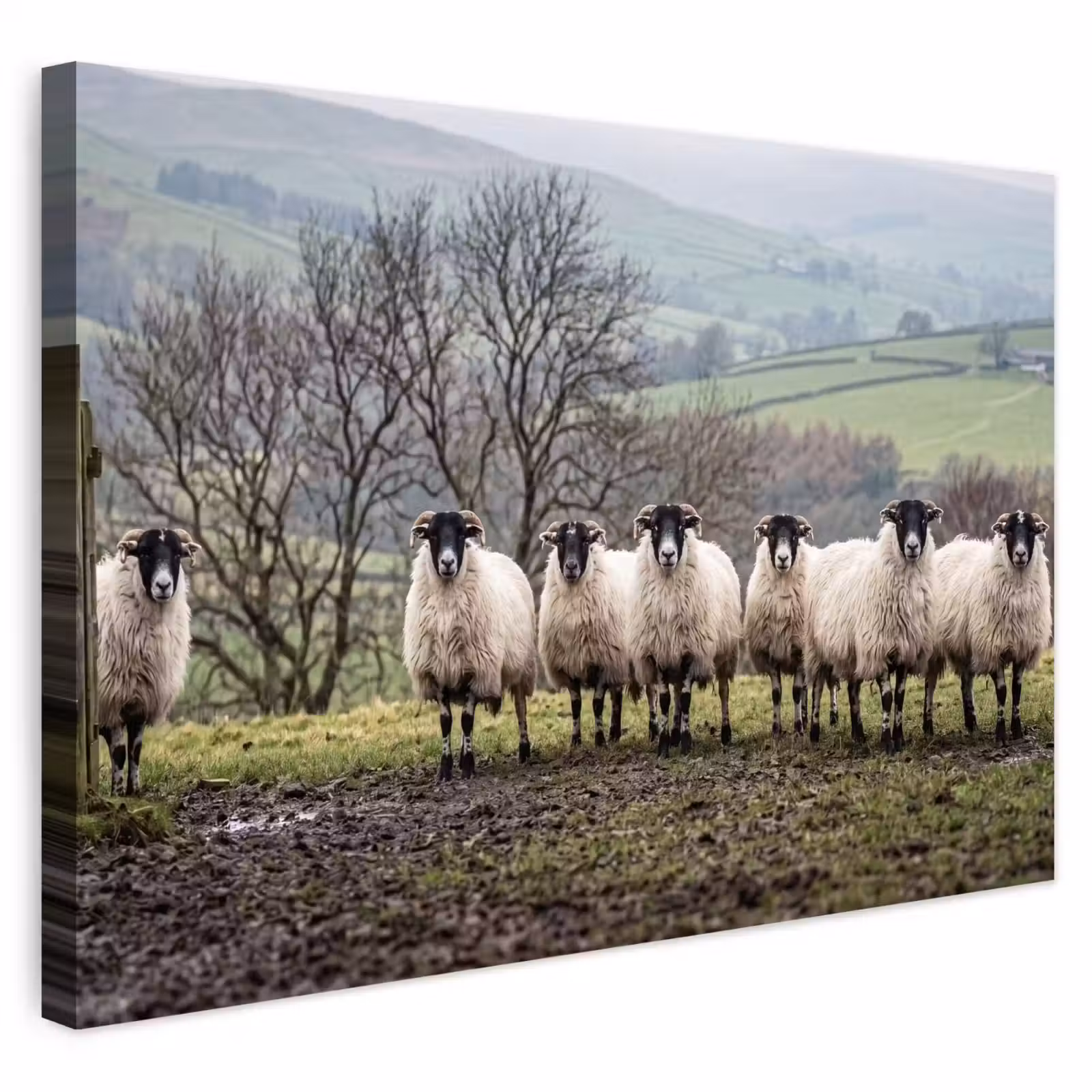 Buiten canvas - Schapen - Rij - Weide - Dieren - Platteland — 1