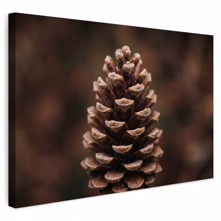 Buiten canvas - Dennenappel - Bos - Herfst - Bruin - Sfeervol
