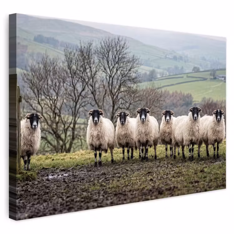 Buiten canvas - Schapen - Rij - Weide - Dieren - Platteland