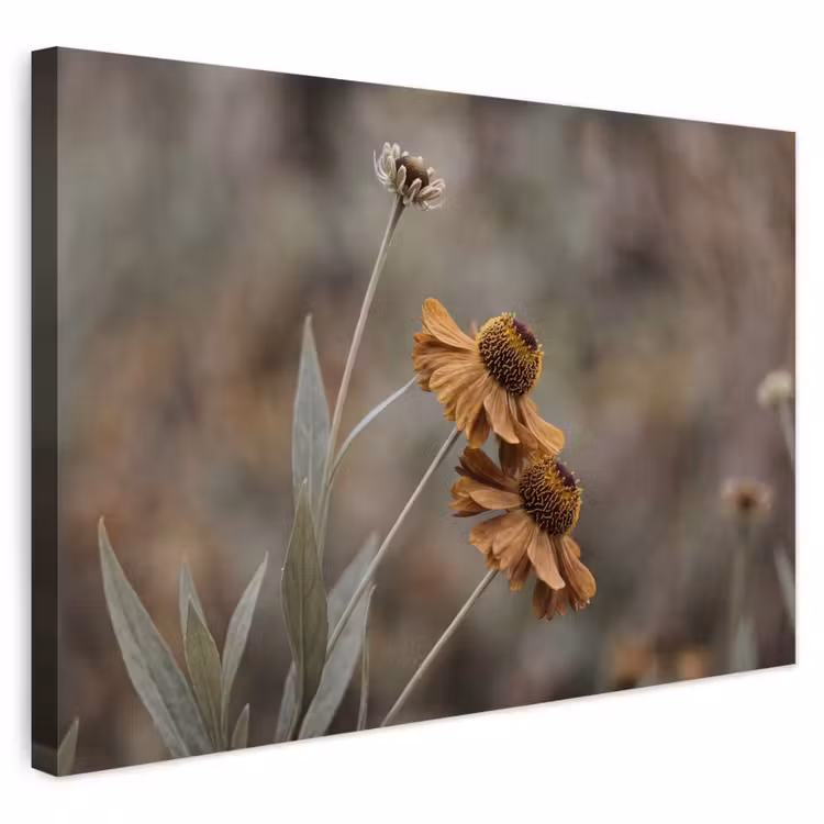 Buiten canvas - Zonnehoed - Droogbloemen - Geel - Warm