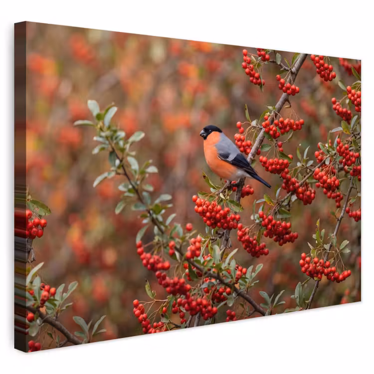 Buiten canvas - Goudvink - Bessen - Herfst - Natuur - Kleurrijk