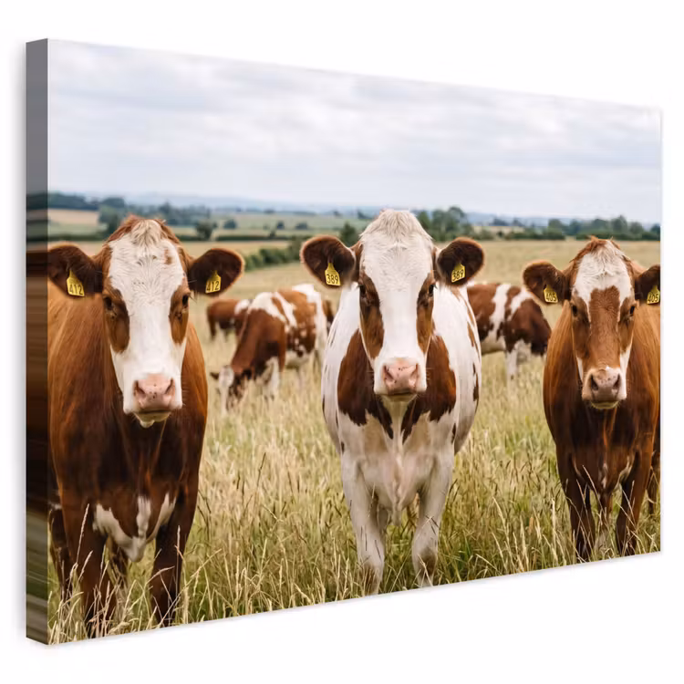 Buiten canvas - Koeien - Portret - Weide - Boerderij - Nieuwsgierig