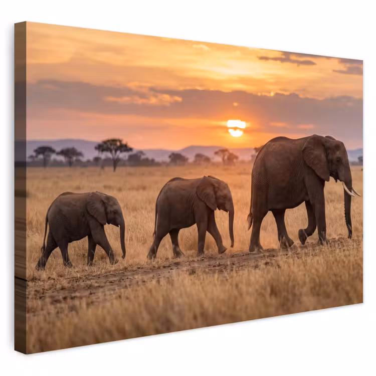 Buiten canvas - Olifanten - Savanne - Zonsondergang - Afrika - Warm