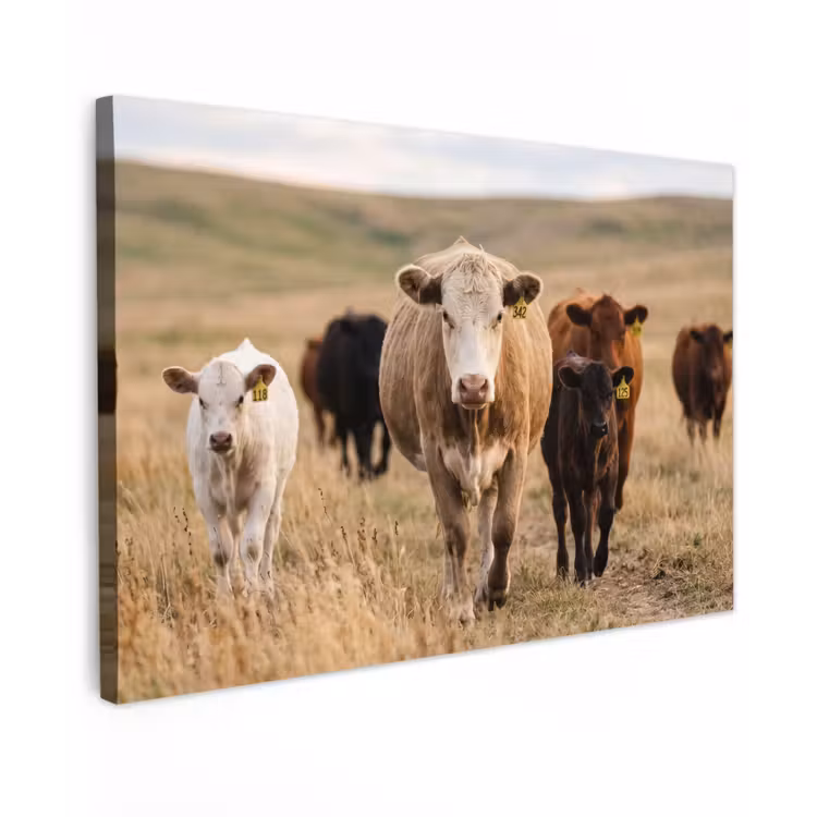 Buiten canvas - Runderen - Kudde - Landschap - Weide - Rustig