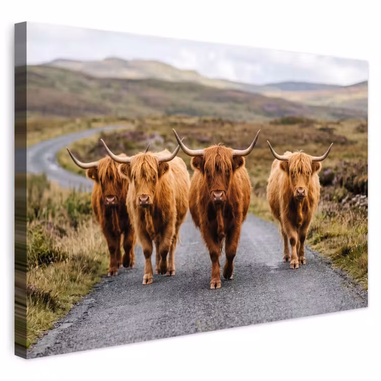 Buiten canvas - Schotse Hooglanders - Weg - Landschap - Kudde