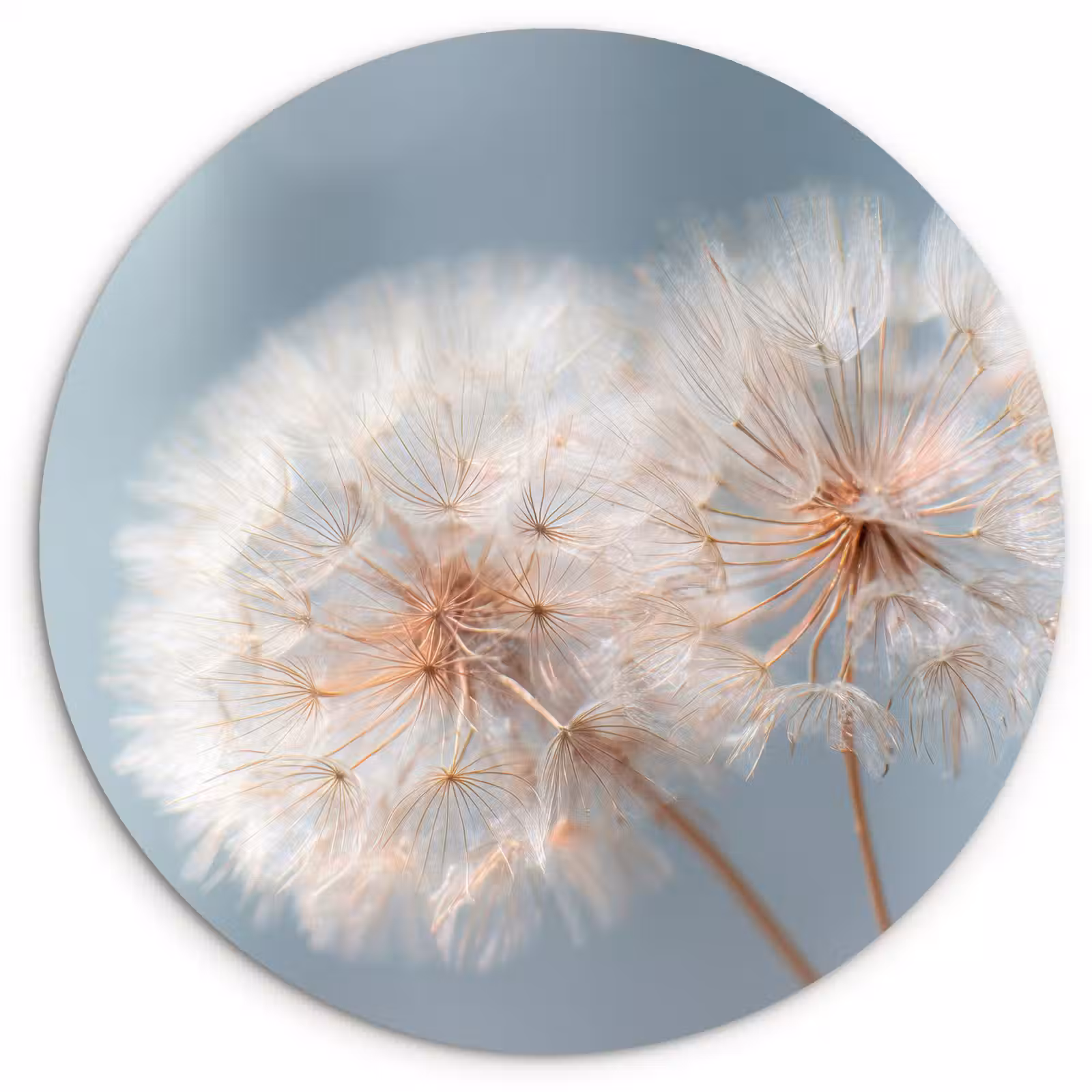 Muurcirkel - Paardenbloemen - Pluisjes - Wit — 1
