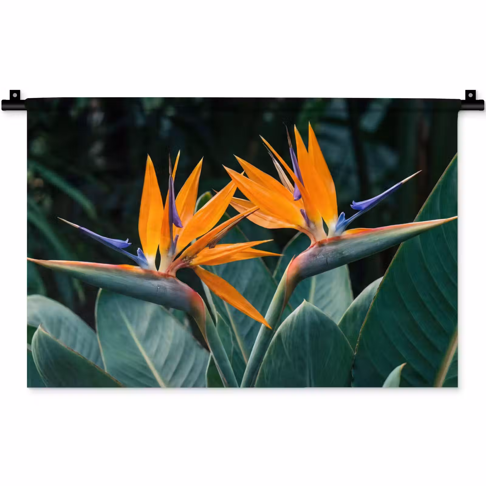 Wandkleed - Paradijsvogel - Bloem - Exotisch — 1