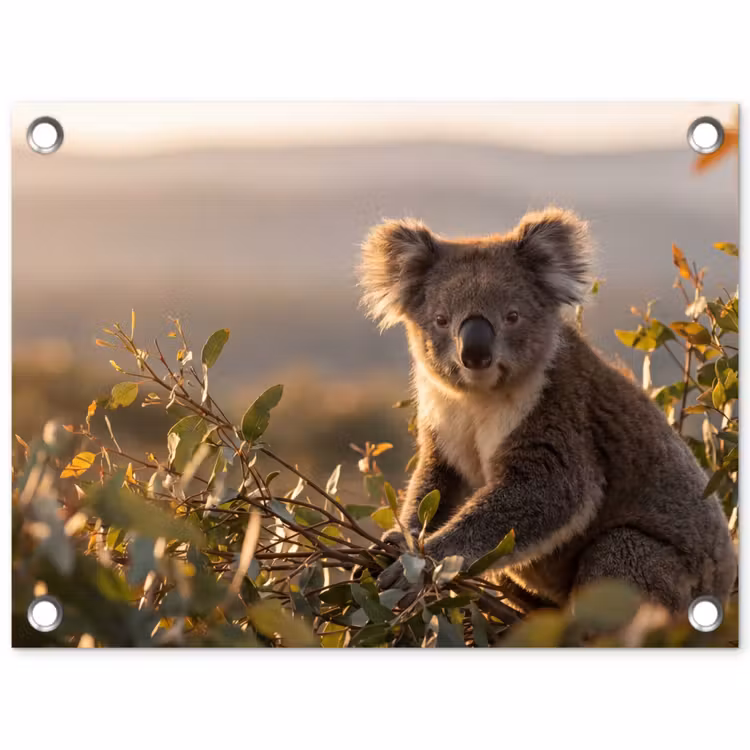 Tuinposter - Koala - Bladeren - Ochtendlicht
