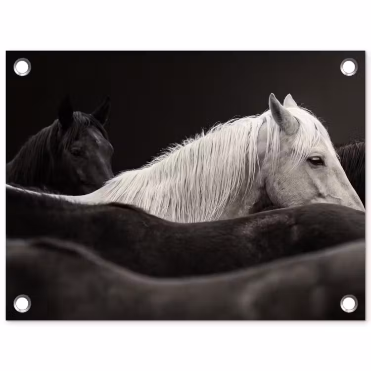 Tuinposter - Paarden - Zwart - Wit - Kudde