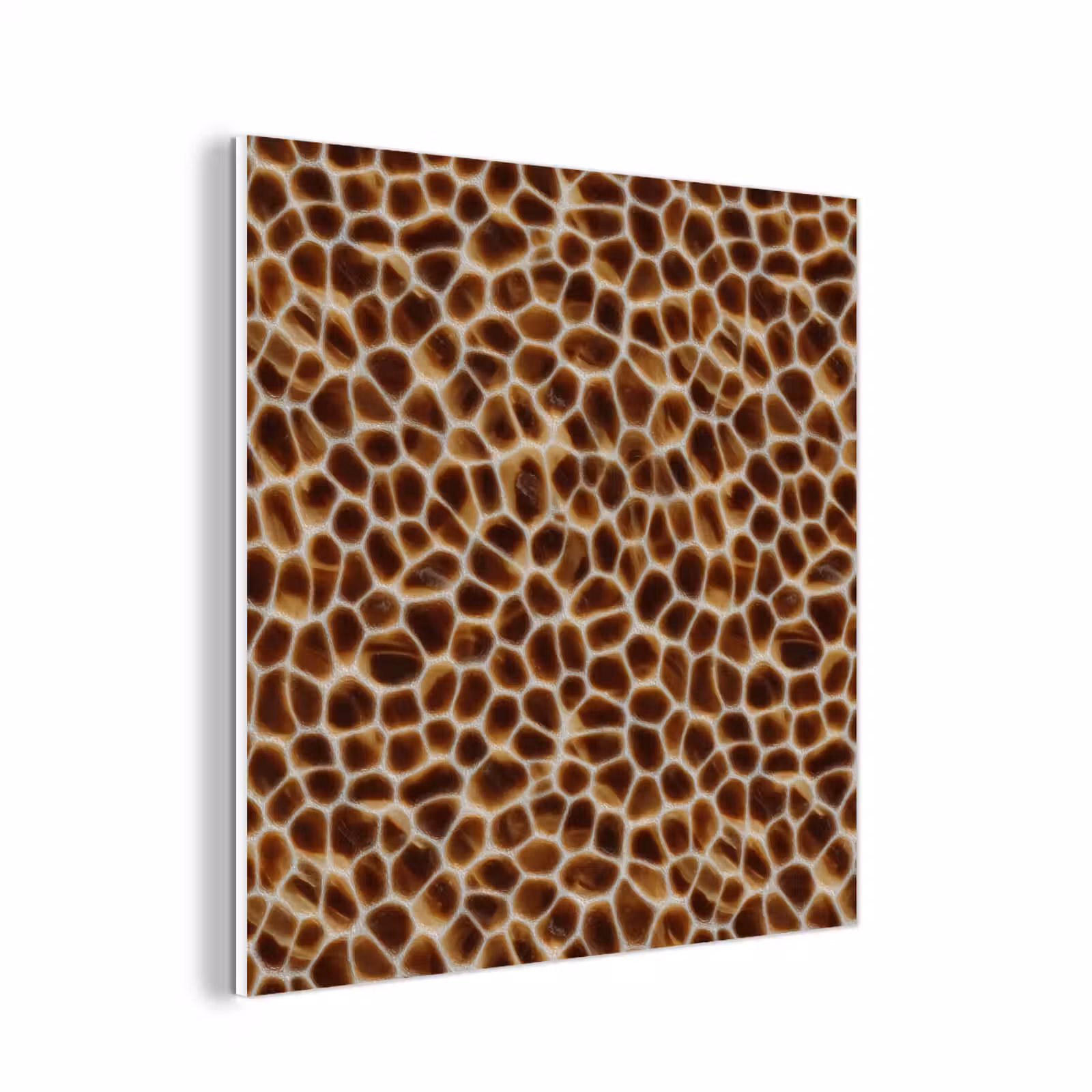Forex - Schildpad - Bruin - Patroon — 1