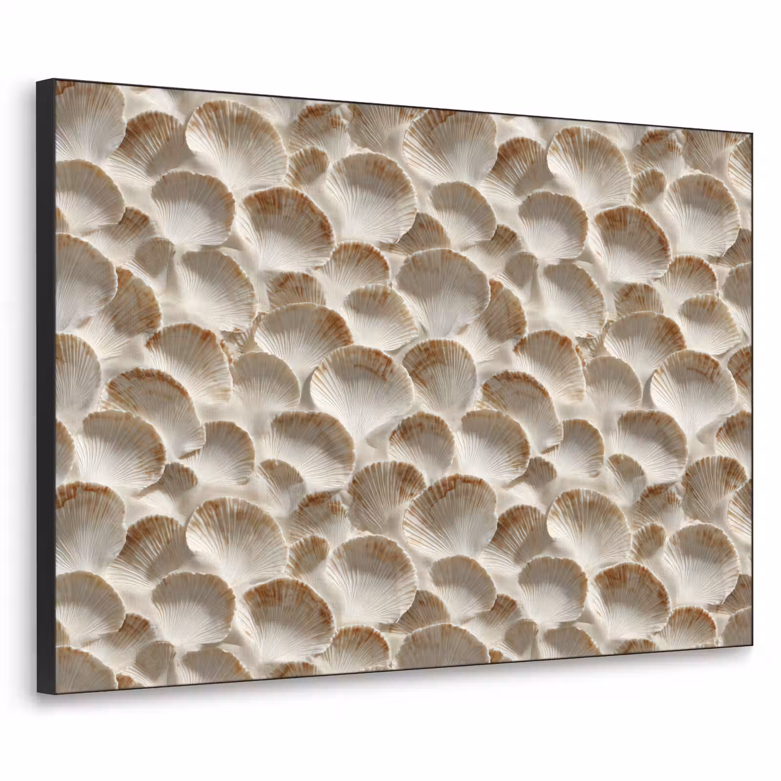 Art Frame - Schelpen - Waaiervorm - Wit — 1