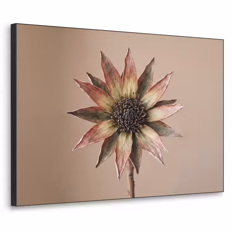 Art Frame - Droogbloem - Protea - Vintage - Beige - Rustiek