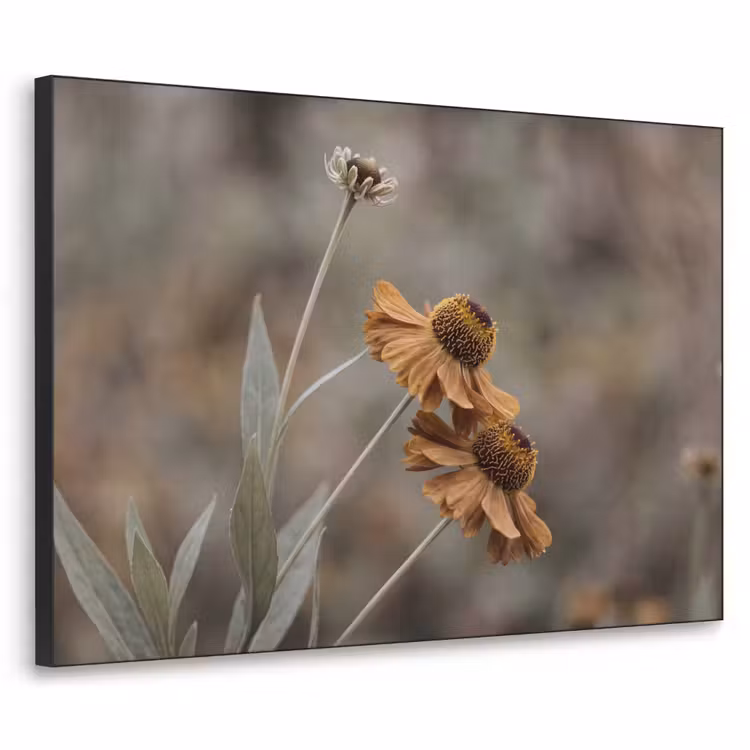 Art Frame - Zonnehoed - Droogbloemen - Geel - Warm