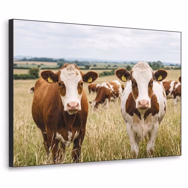 Art Frame - Koeien - Portret - Weide - Boerderij - Nieuwsgierig