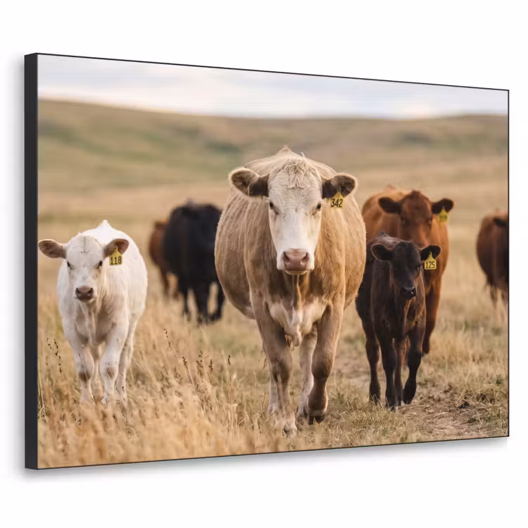 Art Frame - Runderen - Kudde - Landschap - Weide - Rustig