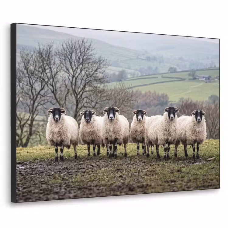 Art Frame - Schapen - Rij - Weide - Dieren - Platteland
