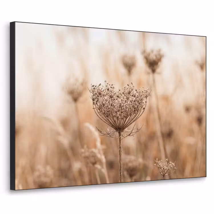 Art Frame - Schermbloem - Droogbloem - Winter - Beige - Minimalistisch