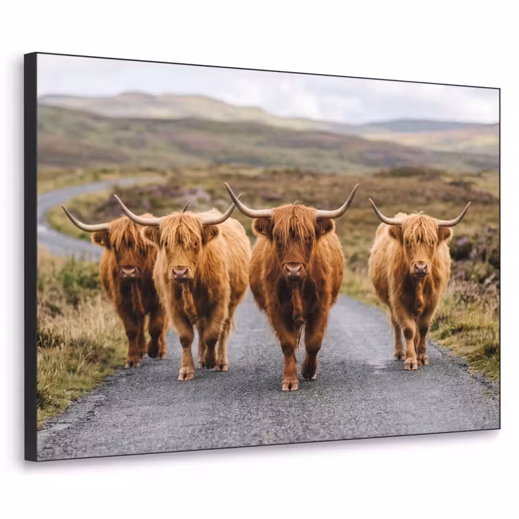 Art Frame - Schotse Hooglanders - Weg - Landschap - Kudde