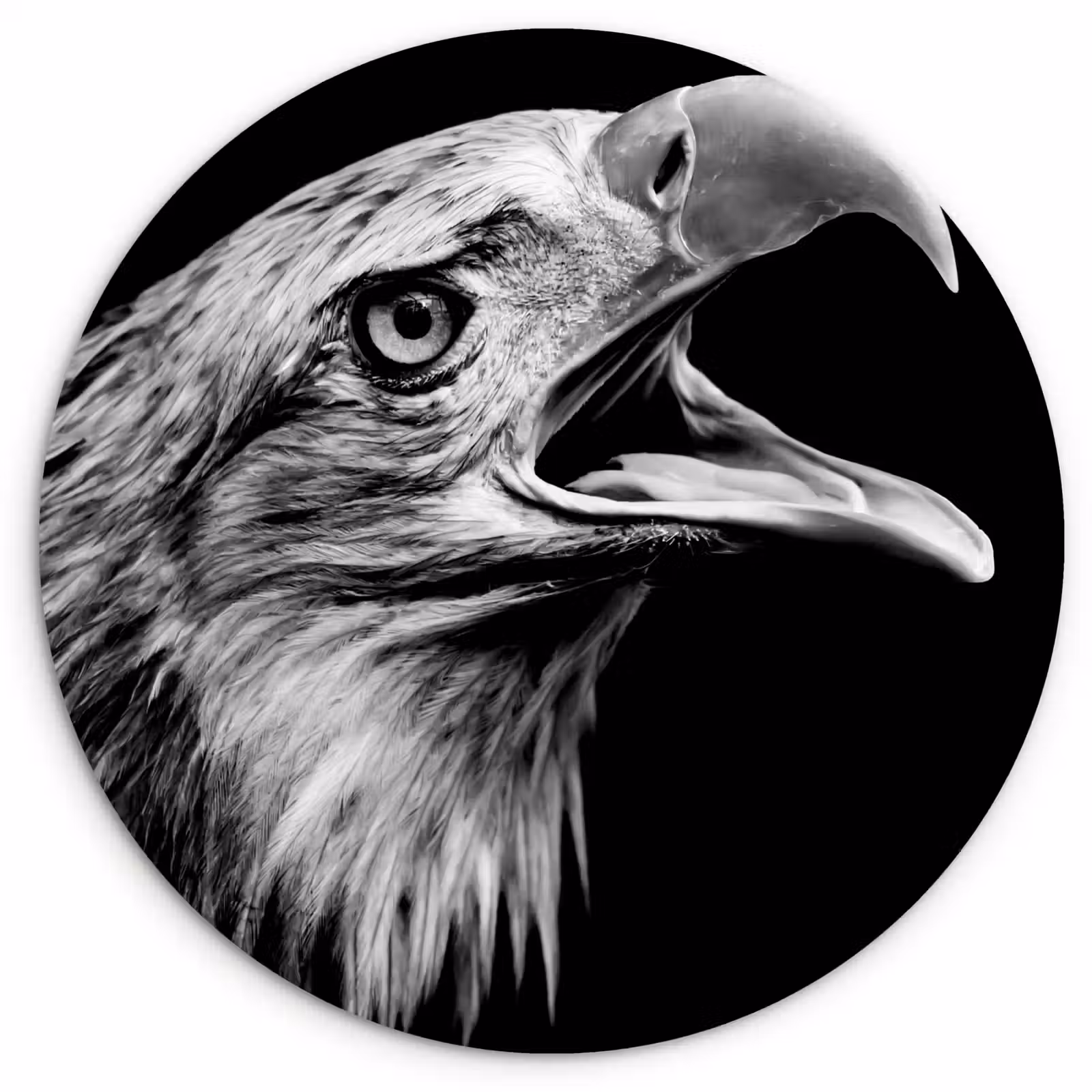 Muurcirkel - Adelaar - Portret - Roofvogels - Zwart - Wit - Vogel — 1