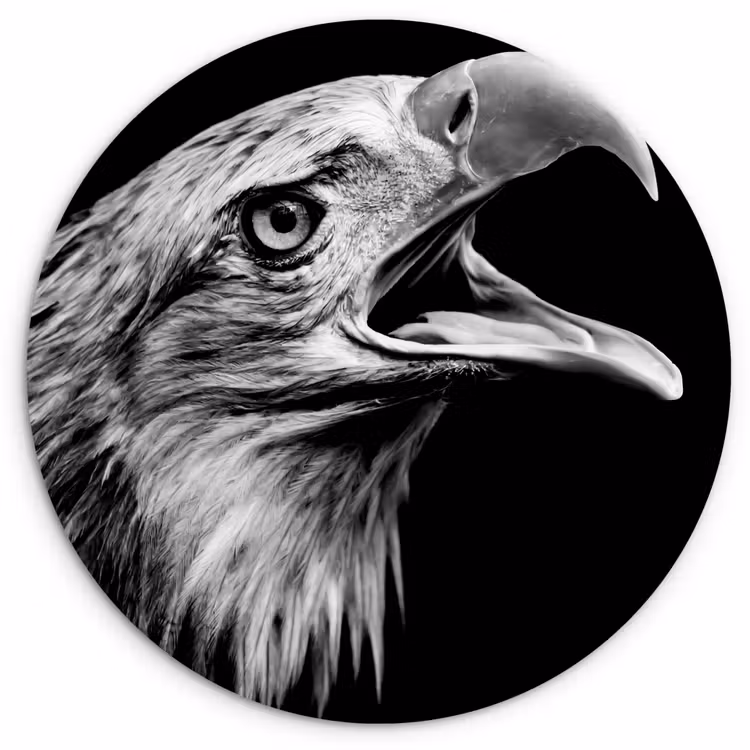 Muurcirkel - Adelaar - Portret - Roofvogels - Zwart - Wit - Vogel — 1