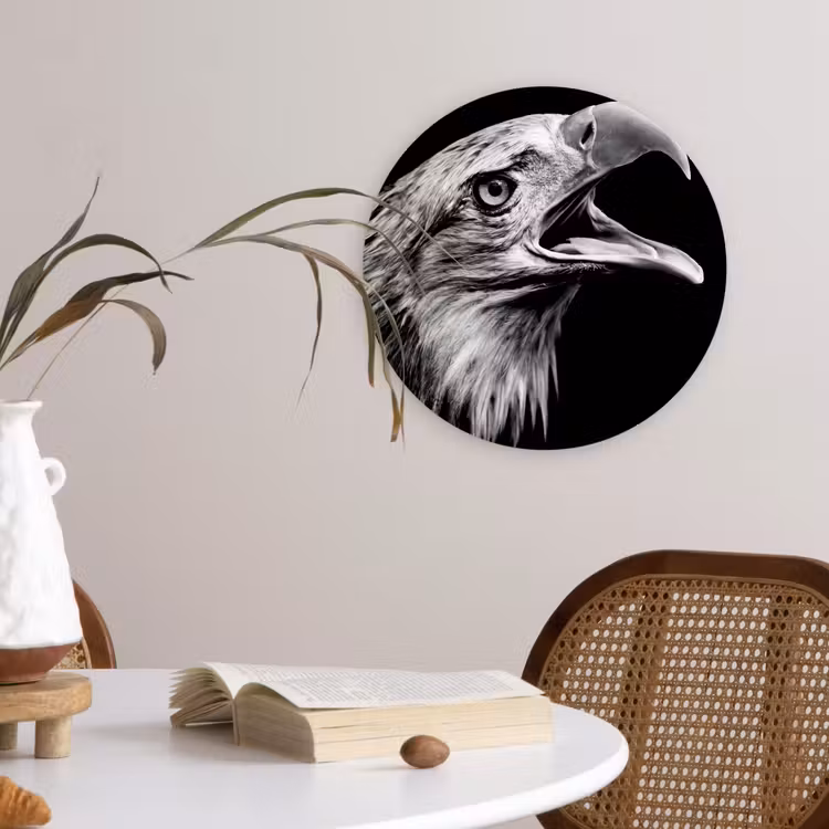 Muurcirkel - Adelaar - Portret - Roofvogels - Zwart - Wit - Vogel — 4