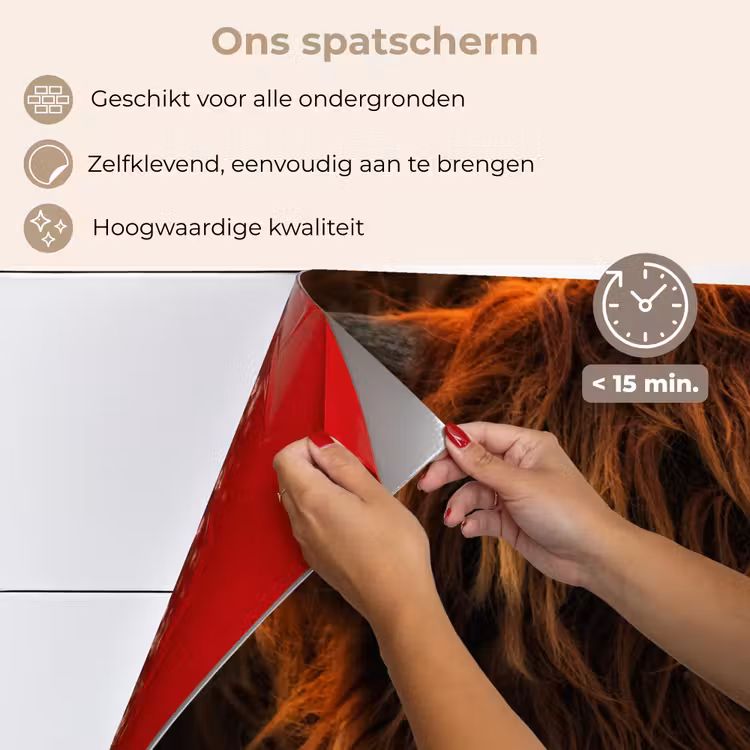 Spatscherm keuken - Schotse Hooglander - Koe - Portret - Dieren — 4