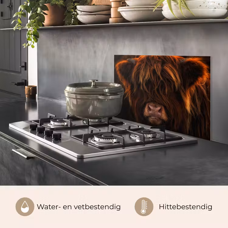 Spatscherm keuken - Schotse Hooglander - Koe - Portret - Dieren — 7