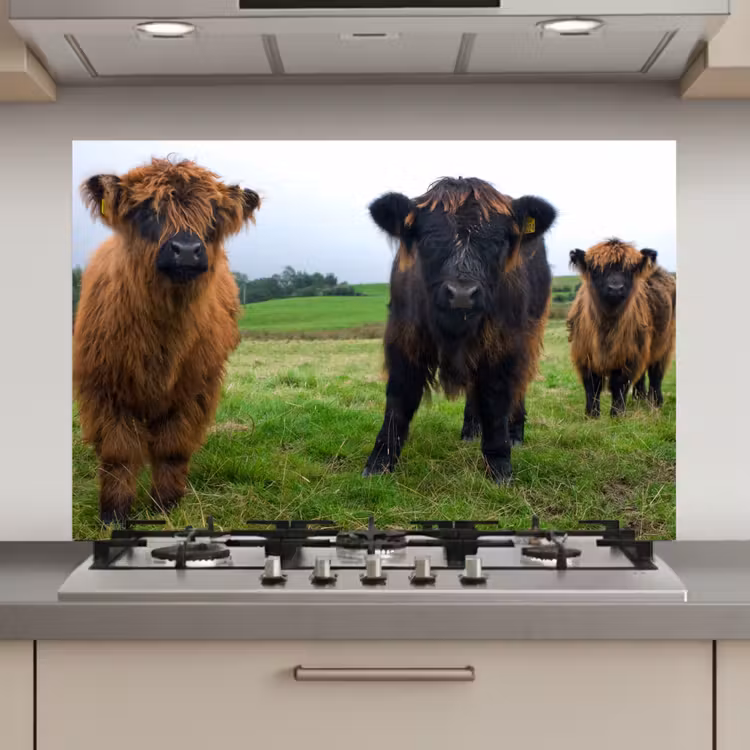 Spatscherm keuken - Schotse hooglander - Koeien - Natuur - Groen - Gras — 1