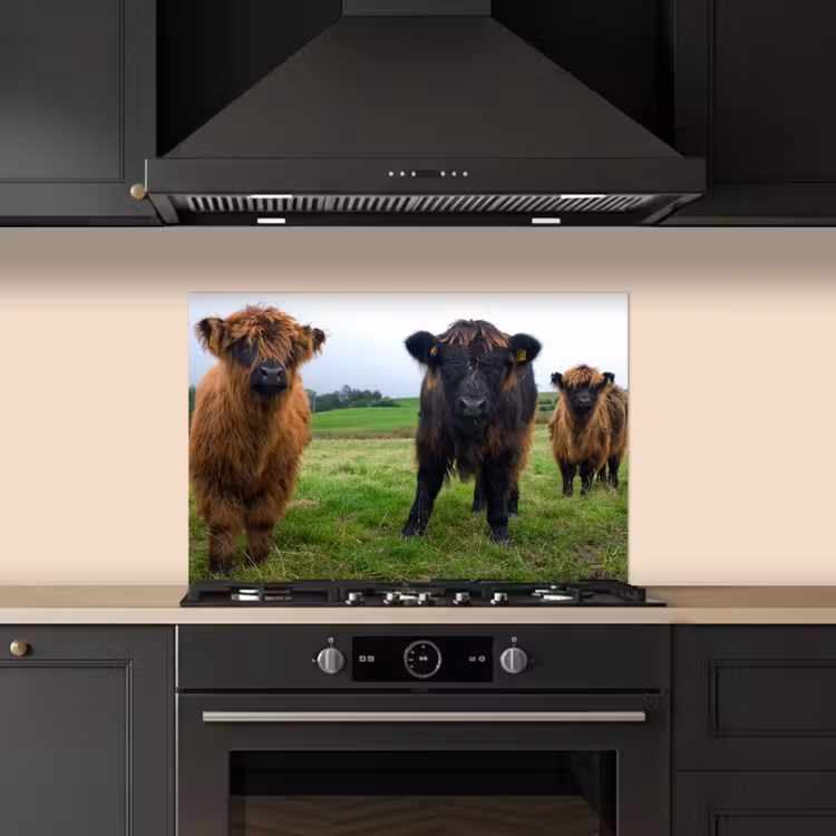 Spatscherm keuken - Schotse hooglander - Koeien - Natuur - Groen - Gras — 2