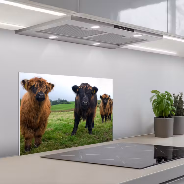Spatscherm keuken - Schotse hooglander - Koeien - Natuur - Groen - Gras — 5